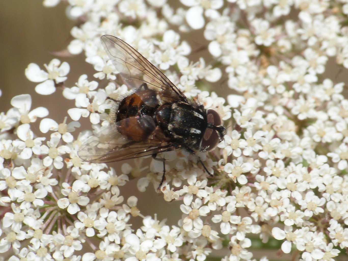 Tachinidae? No. Muscidae: maschio di Graphomya maculata